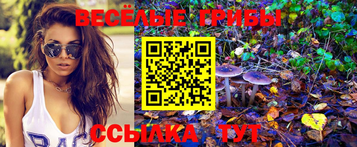 Зеленогорск  Галлюциногенные грибы Psilocybe  Вход с VPN  закладки  Псилоцибиновые грибы Psilocybe 
